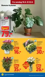 Lidl tilbudsavis uge 34 Side 33: Krysantemum €30,00, Monstera €79,00