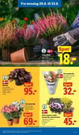Lidl tilbudsavis uge 34 Side 34: Tiara euphorbia €32,00, Lyng calluna €18,00