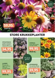 Plantorama tilbudsavis Side 2: ALUNROD €99,95, KRYDDERURTER €39,95