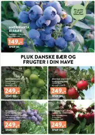 Plantorama tilbudsavis Side 4: Kirsebærtræ 'Lapins' og 'Sweetheart' €249,00, Æbletræ 'Discovery' €249,00