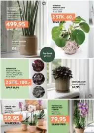 Plantorama tilbudsavis Side 7: VANDFALDS-ORKIDÉ MED 2 GRENE €79,95, ORKIDÉ MED 2 GRENE €59,95