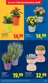 Catalog Lidl săptămâna 34 Pagină 67: Lavandă maxi în ghiveci €19,99