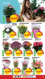 Catalog Penny săptămâna 33 Pagină 8: BEGONIA MIX €19,99, MORE LIPS CYCLAMEN €11,99
