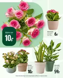 Føtex tilbudsavis Side 56: Mini blomster €6,00, Grøn plante €59,00