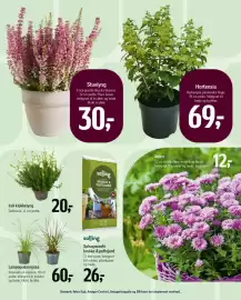 Føtex tilbudsavis Side 57: Hortensia €69,00, Sphagnumfri krukke & pottejord €26,00