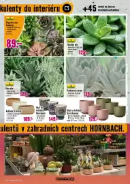Hornbach leták Strana 7: FloraSelf Aloe mix €129,00, FloraSelf Pachyveria draco €139,00