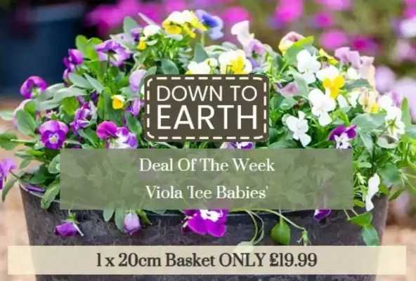 Dobbies (valid until 27-08)