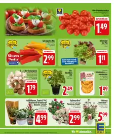 Edeka Niemerszein Prospekt woche 33 Seite 5