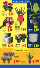 Lidl folder week 34 Pagina 17