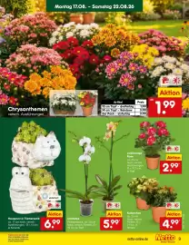 Netto Marken-Discount Prospekt woche 34 Seite 11