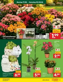 Netto Marken-Discount Prospekt woche 34 Seite 11