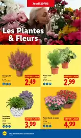 Catalogue Lidl semaine 34 page 28: Erica gracilis €2,49, Succulente pot en osier €3,99