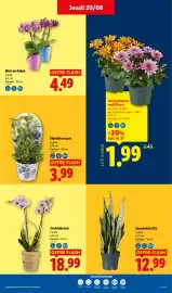 Catalogue Lidl semaine 34 page 29: Myrtille en pot €3,99, Orchidée led €18,99