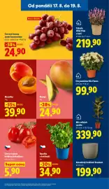 Lidl leták Strana 15: Bazalka v květináči €34,90, Mango €24,90