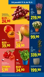 Lidl leták Strana 17: Bazalka v květináči €34,90, Mango €24,90