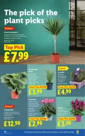 Lidl leaflet week 34 Page 24: Cyclamen €2,99, Lavender €4,99