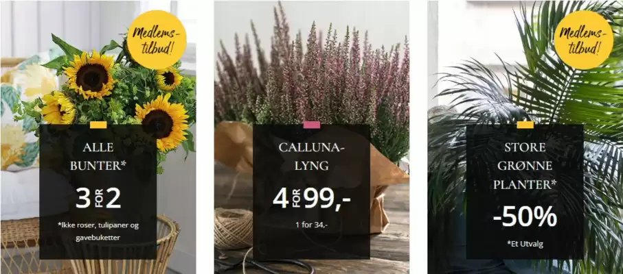 Floriss (gyldig til 27-08)