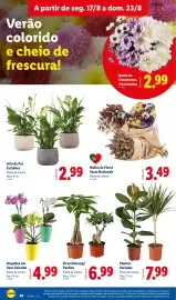 Folheto Lidl semana 34 Página 36: Molho de Flores Secas Nacionais €3,49, Lírio da Paz Cerâmica €2,99
