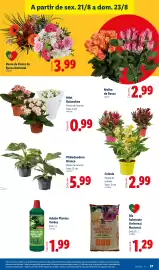 Folheto Lidl semana 34 Página 37: Ramo de Flores da Época Nacional €3,99, Mini Kalanchoe €0,99