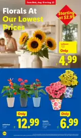 Lidl weekly ad week 34 Page 8: Begonia €6,99, Anthurium €12,99
