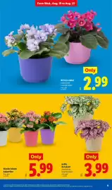 Lidl weekly ad week 34 Page 9: Polka dot plant €3,99, African violet €2,99