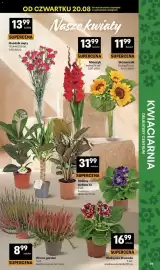 Delikatesy Centrum gazetka tydzień 34 Strona 39: Wrzos garden €8,99, Gloksynia Brocade €16,99