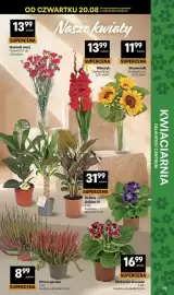 Delikatesy Centrum gazetka tydzień 34 Strona 39: Wrzos garden €8,99, Gloksynia Brocade €16,99