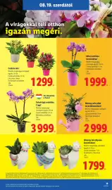 Lidl akciós újság hét 34 Oldal 19: Mini orchidea kerámiában €1.999,00, Sokvirágú orchidea 2 ágú €3.999,00