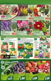 Norma Prospekt woche 35 Seite 12