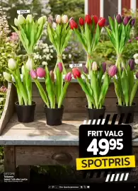 Din Isenkræmmer tilbudsavis Side 3: D4 CORE Tulipaner €49,95
