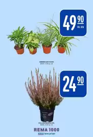 Rema 1000 kundeavis Side 20: Grønnplante miks €49,90, Calluna garden girl €24,90