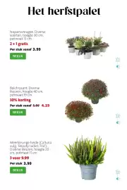 Intratuin folder week 34 Pagina 3: Meerkleurige heide €9,99, Bolchrysant €4,19