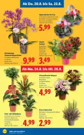 Lidl Flugblatt woche 34 Seite 30