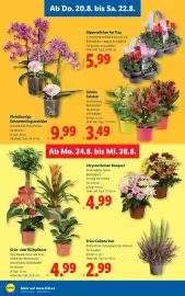 Lidl Flugblatt woche 34 Seite 30