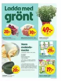 ICA Supermarket reklamblad vecka 34 Sida 5: Babyplommontomater i ask €30,00, Färska kryddor i kruka €29,00