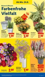 Lidl Prospekt woche 35 Seite 15