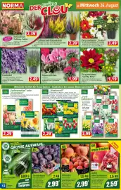 Norma Prospekt woche 35 Seite 12