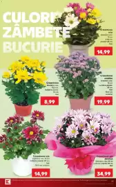 Catalog Kaufland săptămâna 34 Pagină 21: Crizantema €8,99, Crizantema mix €14,99