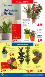 Volantino Lidl settimana 34 Pagina 26: Piante fiorite €5,99, Piante verdi o fiorite €4,99