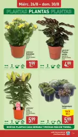 Folleto ALDI semana 35 Página 19: GARDENLINE Lirio €5,99, Gardenline Kalanchoe €1,99