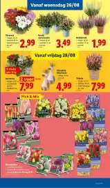 Lidl folder week 35 Pagina 19: Chrysant €2,99, Struik veronicamix €3,49