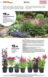 Bricomarche gazetka Strona 23: Byliny kwitnące €15,99