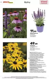 Bricomarche gazetka Strona 25: Byliny jesiennie €11,99