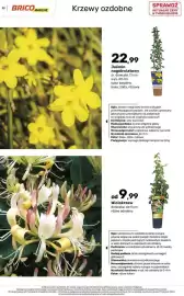 Bricomarche gazetka Strona 33: Wiciokrzew €9,99
