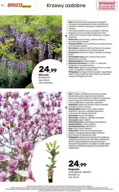 Bricomarche gazetka Strona 36: Glicynia €24,99