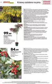 Bricomarche gazetka Strona 39: Krzew ozdobny na pniu €99,99, Ostrokrzew na pniu Meservy Blue Maid €84,99