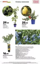Bricomarche gazetka Strona 44: Pigwowiec €25,99, Jeżyna €29,99