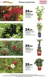Bricomarche gazetka Strona 45: Porzeczka czerwona/biała €24,99, Żurawina wielkoowocowa €24,99