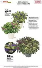 Bricomarche gazetka Strona 47: Hebe Trio €89,99, Hebe €22,99