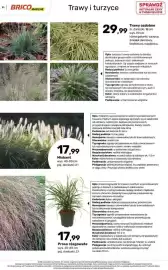 Bricomarche gazetka Strona 51: Miskant €17,99, Proso rózgowate €17,99
